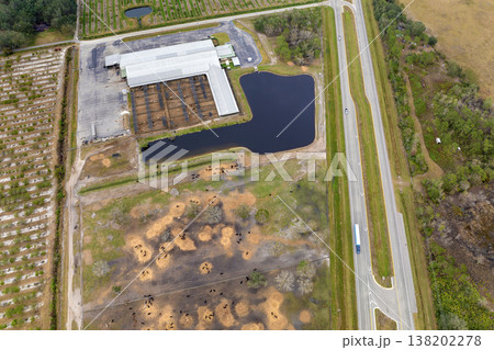 Commercial cattle stockyard with meat cows in rural Florida. Feeding of livestock on farm feedlot in USA Commercial cattle stockyard with meat cows in rural Florida. Feeding of livestock on farm feedlot in USA 138202278
