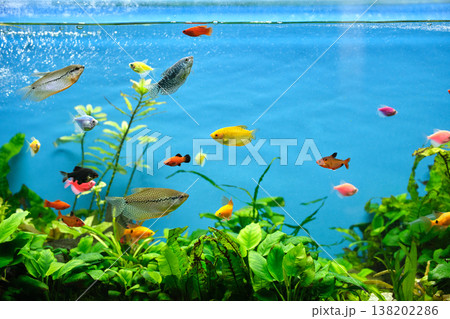 Colorful exotic fish swimming in deep blue water aquarium with green tropical plants Colorful exotic fish swimming in deep blue water aquarium with green tropical plants 138202286