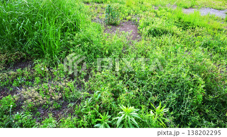 空き地 荒地 雑草 土地 vacant lot 空き地 荒地 雑草 土地 vacant lot 138202295