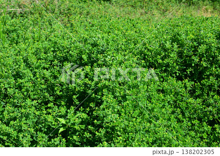 空き地 荒地 雑草 土地 vacant lot 空き地 荒地 雑草 土地 vacant lot 138202305