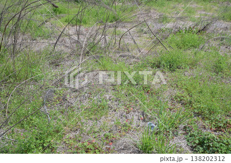 空き地 荒地 雑草 土地 vacant lot 空き地 荒地 雑草 土地 vacant lot 138202312