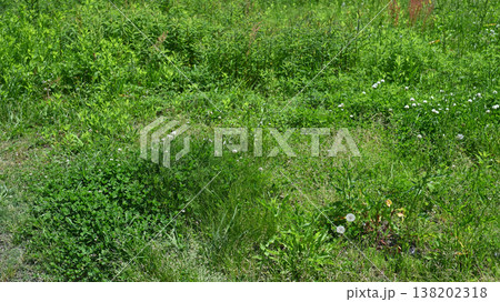 空き地 荒地 雑草 土地 vacant lot 空き地 荒地 雑草 土地 vacant lot 138202318