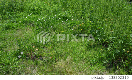 空き地　荒地　雑草　土地　vacant lot 138202319