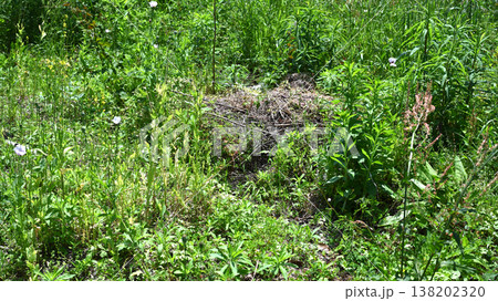 空き地　荒地　雑草　土地　vacant lot 138202320