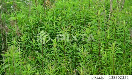 空き地　荒地　雑草　土地　vacant lot 138202322