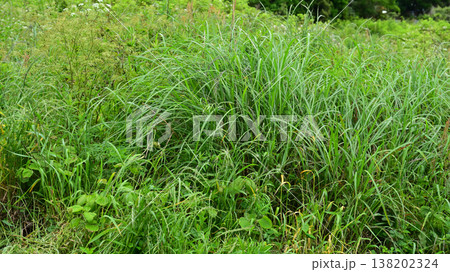 空き地 荒地 雑草 土地 vacant lot 空き地 荒地 雑草 土地 vacant lot 138202324