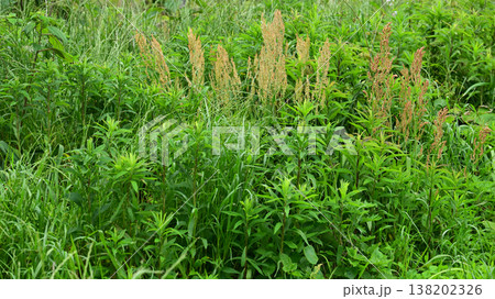 空き地 荒地 雑草 土地 vacant lot 空き地 荒地 雑草 土地 vacant lot 138202326