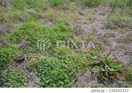 空き地 荒地 雑草 土地 vacant lot 空き地 荒地 雑草 土地 vacant lot 138202327