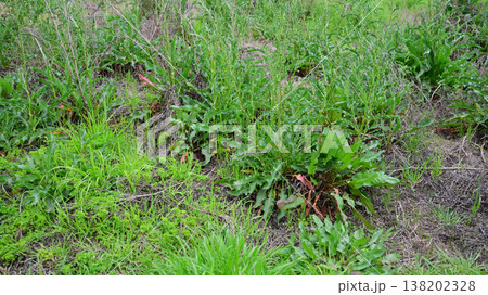 空き地 荒地 雑草 土地 vacant lot 空き地 荒地 雑草 土地 vacant lot 138202328