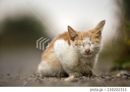 Close-up portrait of funny cute adorable ginger small white young cat kitten with closed eyes sitting dreaming sleeping outdoors on blurred light colorful sunny summer copy space background. Close-up portrait of funny cute adorable ginger small white young cat kitten with closed eyes sitting dreaming sleeping outdoors on blurred light colorful sunny summer copy space background. 138202331