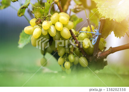 Close-up of vine branch with green leaves and isolated golden yellow ripe grape cluster lit by bright sun on blurred colorful bokeh copy space background. Agriculture, gardening and wine making. Close-up of vine branch with green leaves and isolated golden yellow ripe grape cluster lit by bright sun on blurred colorful bokeh copy space background. Agriculture, gardening and wine making. 138202338