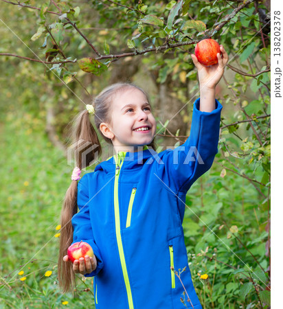 Cheerful girl picking red apple from tree branch while holding another fruit orchard autumn harvest Cheerful girl picking red apple from tree branch while holding another fruit orchard autumn harvest 138202378