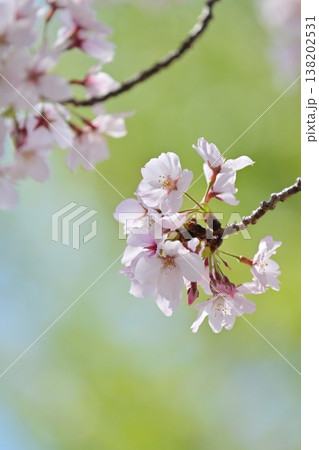 桜(ソメイヨシノ)Cherry Blossom 桜(ソメイヨシノ)Cherry Blossom 138202531