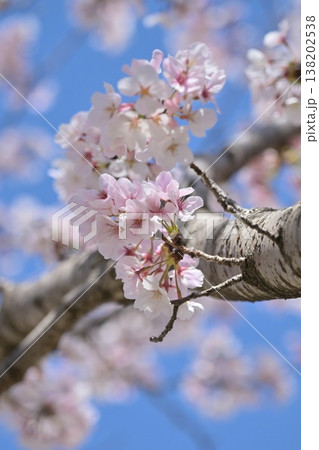 桜(ソメイヨシノ)Cherry Blossom 桜(ソメイヨシノ)Cherry Blossom 138202538
