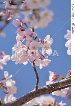 桜(ソメイヨシノ)Cherry Blossom 桜(ソメイヨシノ)Cherry Blossom 138202541