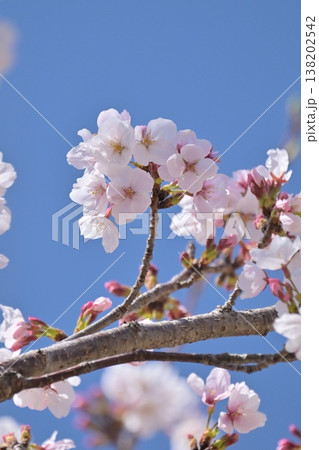 桜(ソメイヨシノ)Cherry Blossom 桜(ソメイヨシノ)Cherry Blossom 138202542