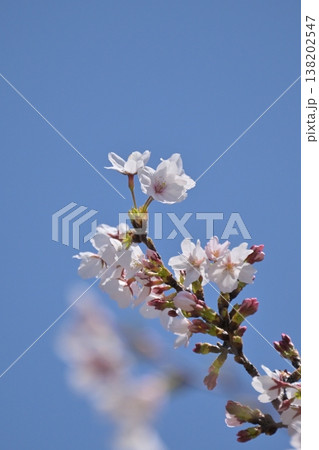 桜(ソメイヨシノ)Cherry Blossom 桜(ソメイヨシノ)Cherry Blossom 138202547