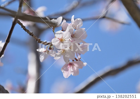 桜(ソメイヨシノ)Cherry Blossom 桜(ソメイヨシノ)Cherry Blossom 138202551