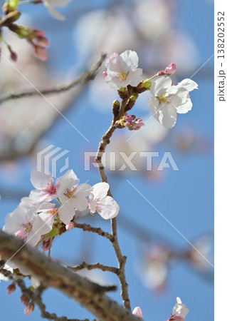 桜(ソメイヨシノ)Cherry Blossom 桜(ソメイヨシノ)Cherry Blossom 138202552
