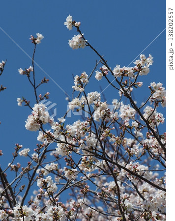 桜（ソメイヨシノ）Cherry Blossom 138202557