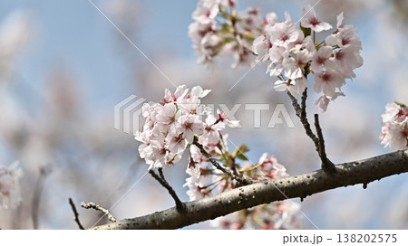 桜（ソメイヨシノ）Cherry Blossom 138202575