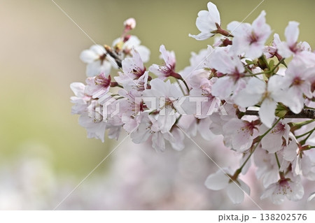 桜(ソメイヨシノ)Cherry Blossom 桜(ソメイヨシノ)Cherry Blossom 138202576