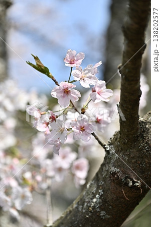 桜（ソメイヨシノ）Cherry Blossom 138202577