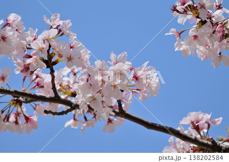 桜(ソメイヨシノ)Cherry Blossom 桜(ソメイヨシノ)Cherry Blossom 138202584