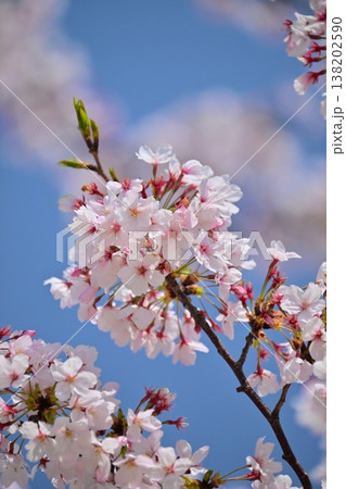 桜(ソメイヨシノ)Cherry Blossom 桜(ソメイヨシノ)Cherry Blossom 138202590