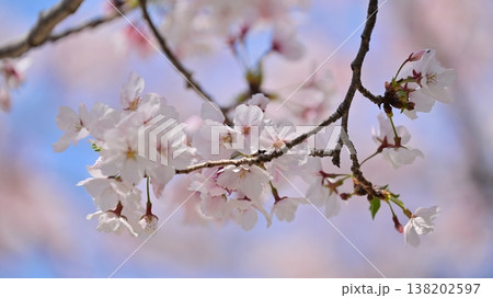 桜（ソメイヨシノ）Cherry Blossom 138202597