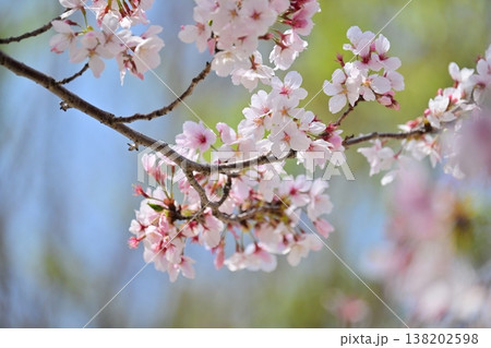 桜(ソメイヨシノ)Cherry Blossom 桜(ソメイヨシノ)Cherry Blossom 138202598