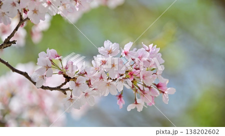 桜（ソメイヨシノ）Cherry Blossom 138202602