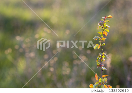 Close-up of lit by summer sun isolated fruit pear or apple tree brunch with spider thread on green leaves on soft blurred colorful copy space background. Agriculture, farming and rich harvest concept. Close-up of lit by summer sun isolated fruit pear or apple tree brunch with spider thread on green leaves on soft blurred colorful copy space background. Agriculture, farming and rich harvest concept. 138202610