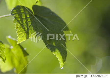 Close-up of big beautiful bright fresh shiny currant leaves glowing in summer sunlight on blurred bright green bokeh background. Beauty and protection of nature, agriculture and gardening concept. Close-up of big beautiful bright fresh shiny currant leaves glowing in summer sunlight on blurred bright green bokeh background. Beauty and protection of nature, agriculture and gardening concept. 138202622