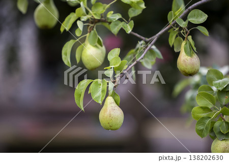 Close-up bunch of beautiful green pears hanging ripening on tree branch with green leaves lit by bright summer sun on blurred bokeh dark gray contrast background. Agriculture and gardening concept. Close-up bunch of beautiful green pears hanging ripening on tree branch with green leaves lit by bright summer sun on blurred bokeh dark gray contrast background. Agriculture and gardening concept. 138202630