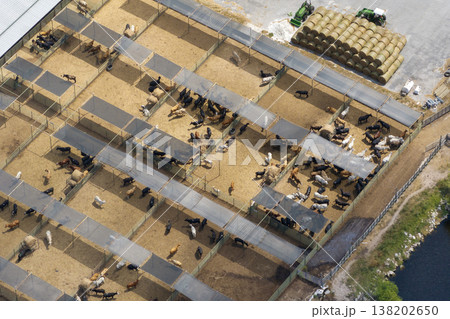 Cattle stockyard with meat cows. Feeding of livestock on farm feedlot in Florida rural area Cattle stockyard with meat cows. Feeding of livestock on farm feedlot in Florida rural area 138202650