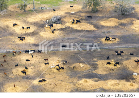 Cattle stockyard with meat cows. Feeding of livestock on farm feedlot in Florida rural area Cattle stockyard with meat cows. Feeding of livestock on farm feedlot in Florida rural area 138202657