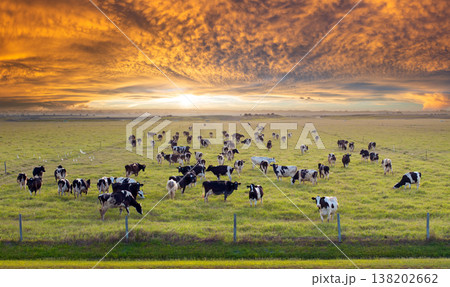 Cattle grazing on farmland pasture. Production of organic dairy products. Milk cows feeding on green farm grassland Cattle grazing on farmland pasture. Production of organic dairy products. Milk cows feeding on green farm grassland 138202662