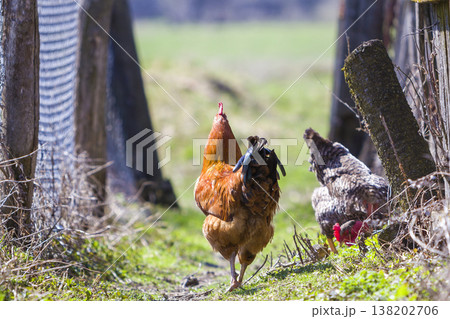 Big nice beautiful red brown hens feeding outdoors in green meadow with fresh grass on bright sunny day on blurred background. Farming of poultry, chicken meat and eggs concept. Big nice beautiful red brown hens feeding outdoors in green meadow with fresh grass on bright sunny day on blurred background. Farming of poultry, chicken meat and eggs concept. 138202706