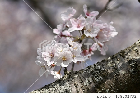 桜(ソメイヨシノ)Cherry Blossom 桜(ソメイヨシノ)Cherry Blossom 138202732