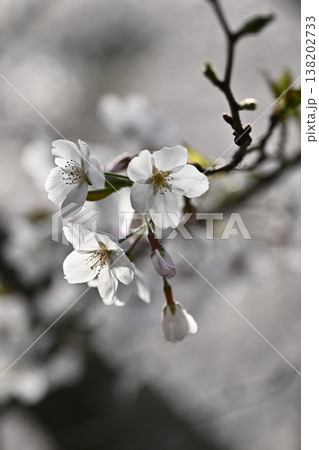 桜(ソメイヨシノ)Cherry Blossom 桜(ソメイヨシノ)Cherry Blossom 138202733
