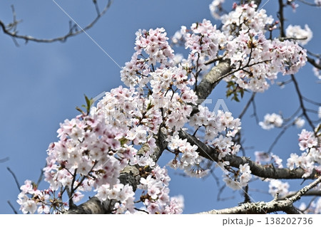 桜（ソメイヨシノ）Cherry Blossom 138202736