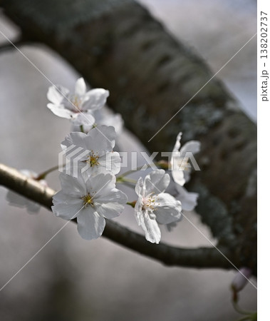 桜(ソメイヨシノ)Cherry Blossom 桜(ソメイヨシノ)Cherry Blossom 138202737