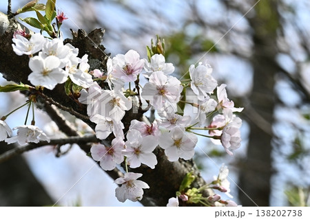 桜（ソメイヨシノ）Cherry Blossom 138202738