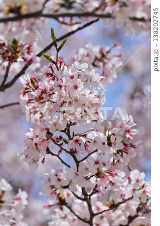 桜（ソメイヨシノ）Cherry Blossom 138202745