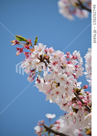 桜(ソメイヨシノ)Cherry Blossom 桜(ソメイヨシノ)Cherry Blossom 138202749