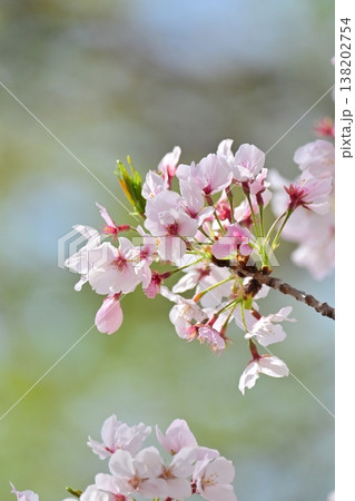 桜(ソメイヨシノ)Cherry Blossom 桜(ソメイヨシノ)Cherry Blossom 138202754