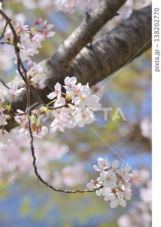 桜(ソメイヨシノ)Cherry Blossom 桜(ソメイヨシノ)Cherry Blossom 138202770