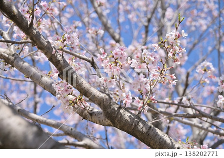 桜(ソメイヨシノ)Cherry Blossom 桜(ソメイヨシノ)Cherry Blossom 138202771