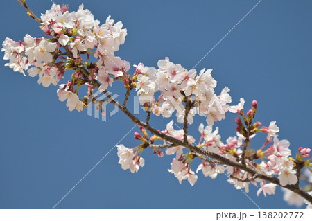桜(ソメイヨシノ)Cherry Blossom 桜(ソメイヨシノ)Cherry Blossom 138202772